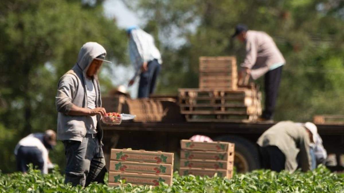 Migrantes agrícolas en Estados Unidos