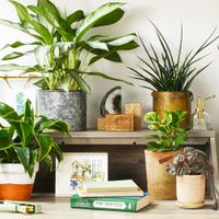 Aprendé cómo elegir la maceta indicada para tus plantas