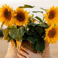 El truco de los jardineros para cultivar muy fácil, Girasoles en maceta y que duren muchos años