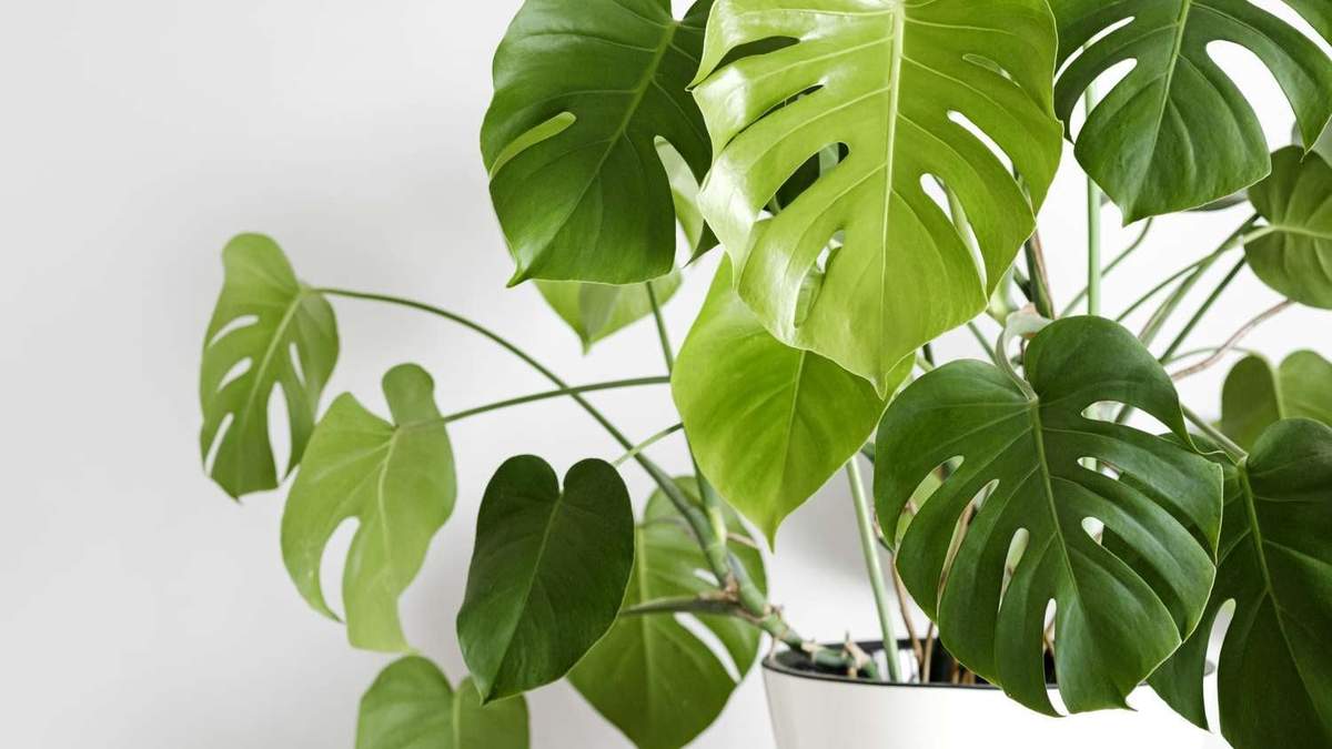 Cómo multiplicar tu planta de Monstera. Fuente: (X)