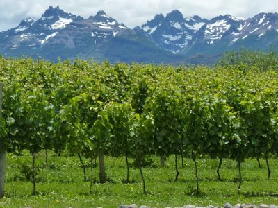 Chubut avanza con el Plan Vitivinícola Provincial