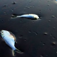 Científicos reportan recuperación del ecosistema tras derrame petrolero en 2010, en el Golfo de México