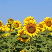 Granjero planta dos millones de girasoles para darle felicidad a la gente