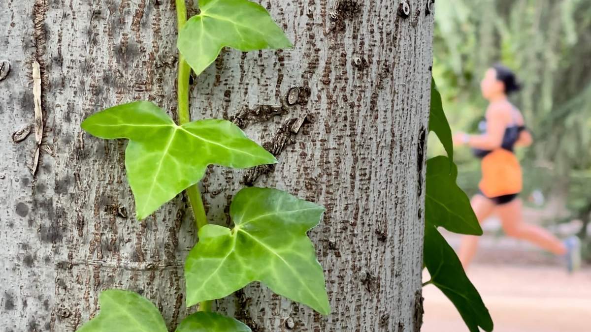 Planta. Fuente: (Instagram)