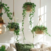 Las plantas colgantes de interior no solo decoran: limpian el aire y convierten tu casa en un refugio natural