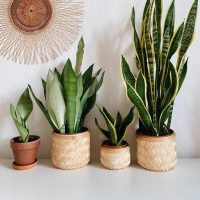 Hermosas y con muchos beneficios: 5 plantas de interior con coloridas flores que tenés que tener