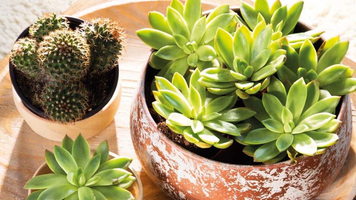 Cactus. Fuente: (X)