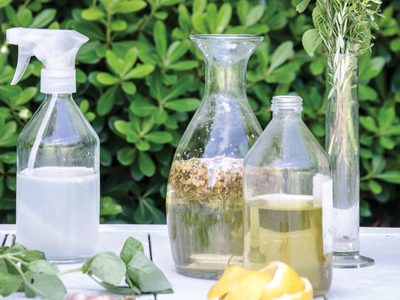 Stockeate a tiempo: el remedio casero más efectivo para ahuyentar a los mosquitos de tu casa