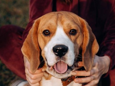 Curiosidades del Beagle, el perro que parece de juguete y que puede detectar millones de aromas distintos