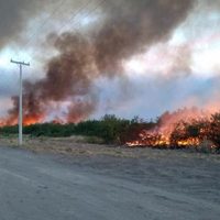 "6 mil hectáreas dañadas": Río Colorado y las consecuencias del fuego...