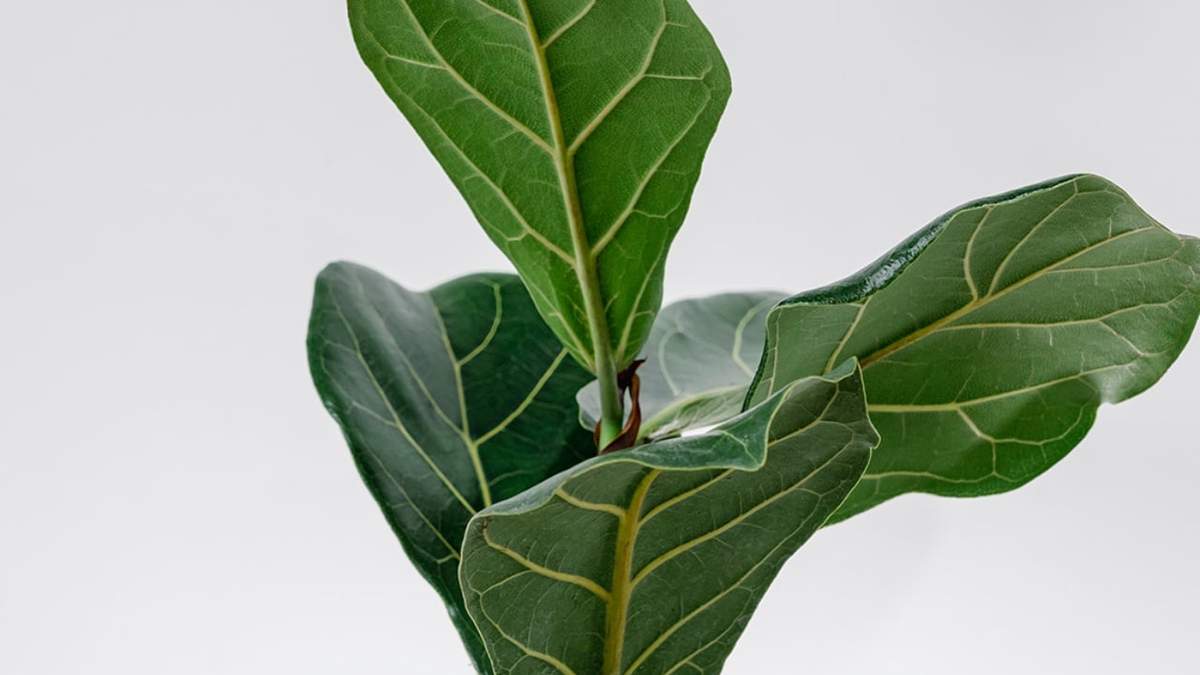 Planta. Fuente: (Instagram).