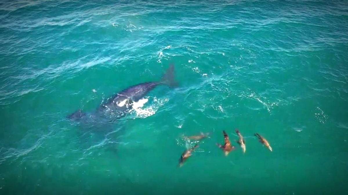 Ballenas y lobos en Las Grutas. Fuente: (Twitter)