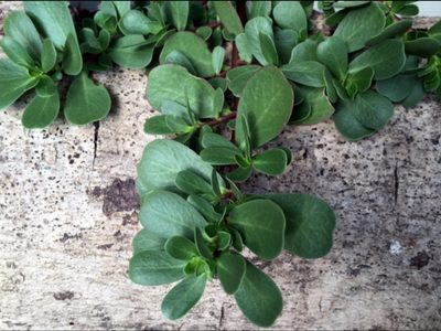 Si tenés este yuyo en el jardín, no lo arranques: es una de las plantas más valiosas que podés tener