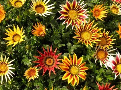 La hermosa planta súper resistente que te dará flores todo el año