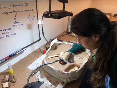 Encuentran restos fósiles de un nuevo dinosaurio en el campus universitario de Neuquén
