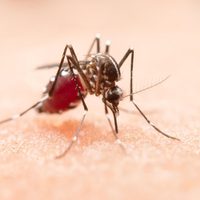 "Es un momento histórico": la OMS recomendó el uso masivo de la primera vacuna contra la malaria