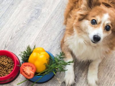Económico y fácil: 5 alimentos que están en tu heladera y que mejoran la vida de tu perro