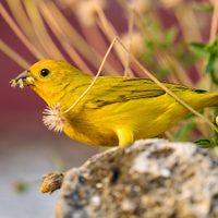 Ni el zorzal ni la calandria: cuál es el pájaro más escuchado en Argentina