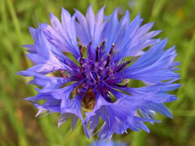 La hermosa planta con flores que es fácil de reproducir y atrae mariposas a tu jardín