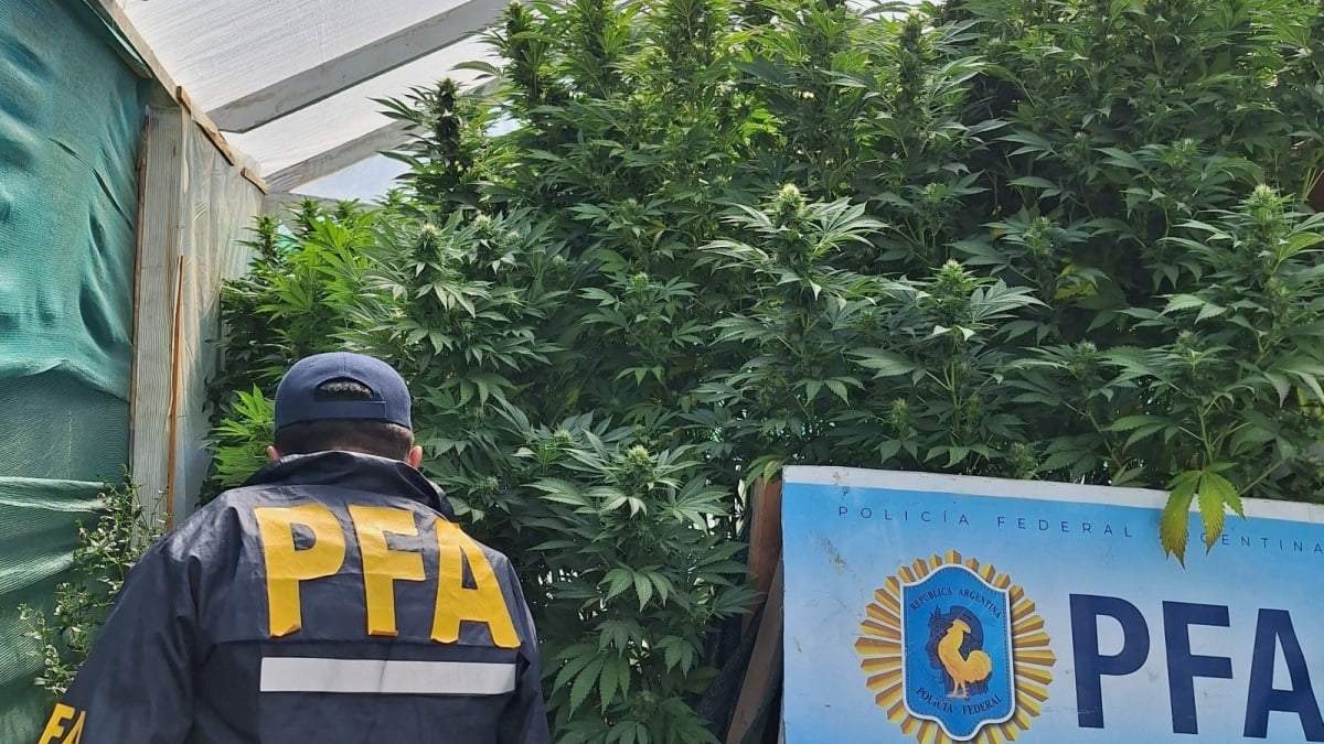 En el invernadero había 50 plantas de marihuana de casi 2 metros de altura. Fuente (PFA)