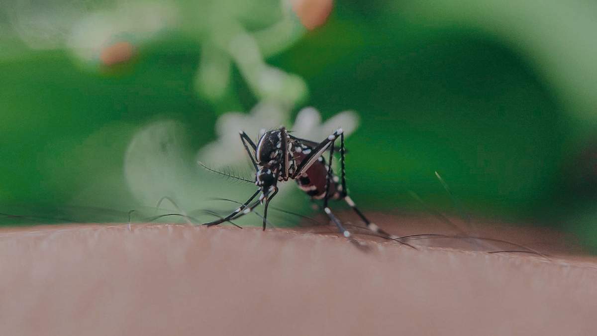 Mosquitos. Fuente: (Instagram)