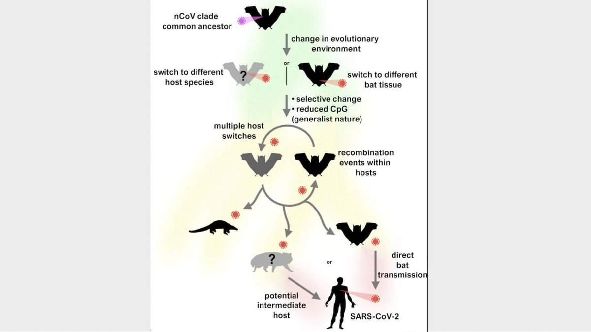 Esquema publicado en el estudio de la revista Plos Biology