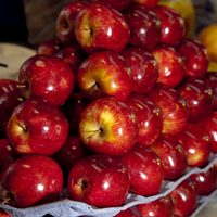 Crecieron las exportaciones de peras y manzanas este año
