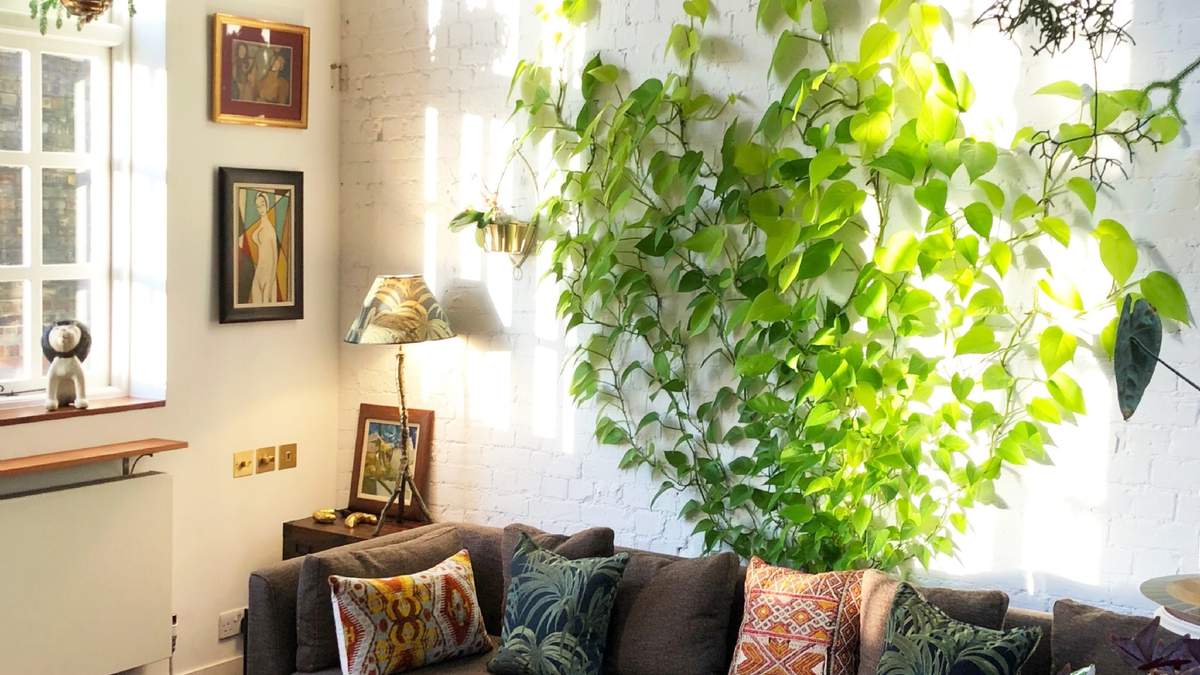 Enredaderas de interior. Fuente: (Instagram)