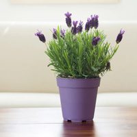 Desde el Cactus a la Lavanda: qué tipo de planta sos según tu fecha de nacimiento