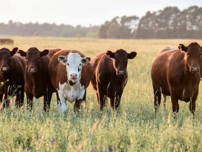 La Sociedad Rural de Neuquén pidió declarar la emergencia ganadera: “No hay campo que aguante la carga”
