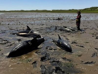 Socorristas ayudan a liberar delfines en Cape Cod en el mayor varamiento de la historia de EU