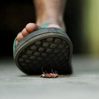 Cuál es la razón por la que recomiendan no pisar las cucarachas