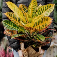 La planta pequeña que es tendencia en decoración y esconde poderosos beneficios para tu salud