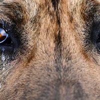 Fiscal de Zapala confirmó entre 10 y 15 casos de envenenamiento de perros en las últimas semanas