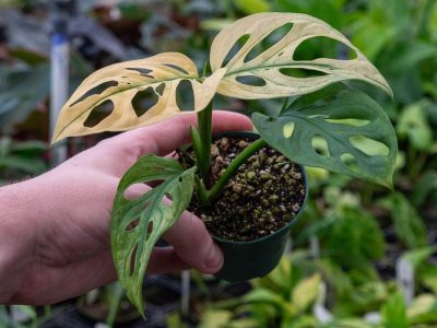 Monstera Adansonii, la planta pequeñita que se puede transformar en XL si seguís estos trucos de los viveros
