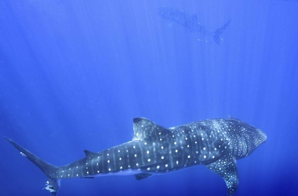 Tiburones ballena nadan frente a la costa de Santa Elena, en el sur del océano Atlántico en febrero de 2025
