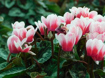 La planta que se banca todo, es fácil de cuidar y regala las flores más hermosas y coloridas de todo el invierno