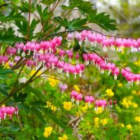 La sombra no es problema: estas 6 plantas florecen igual y hacen que el jardín explote de color