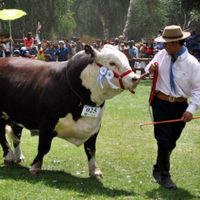 Expo Bovinos de Neuquén: confirmaron la realización de manera virtual