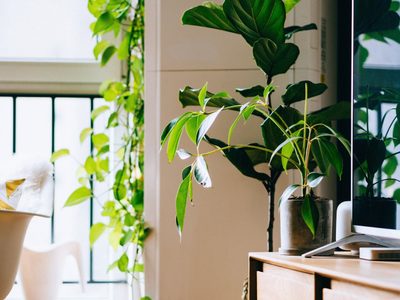 Lo que los jardineros callan: los 4 consejos básicos para cuidar tus plantas en verano