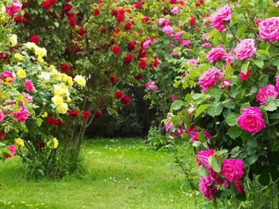 El secreto económico con algo que siempre tenés en casa, para que tu rosal se llene de las más lindas rosas
