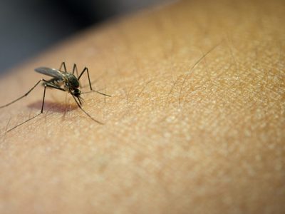 Detectaron cinco casos de dengue autóctono en la Ciudad de Buenos Aires