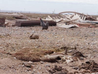 La provincia de Neuquén declaró la emergencia hídrica y agraria por la sequía