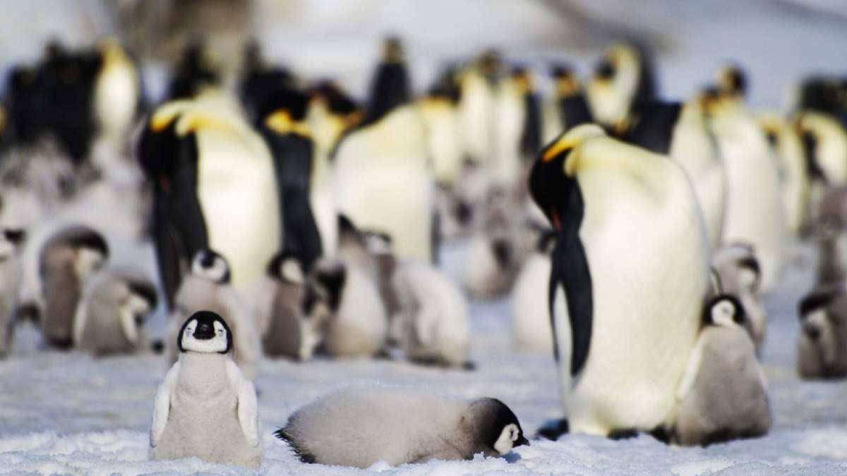 Pingüino emperador. Fuente: (Twitter)
