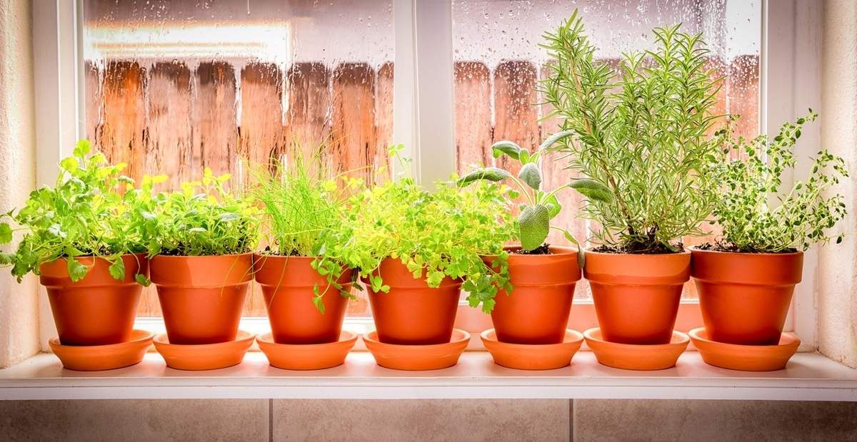 Plantas. Fuente: (X)