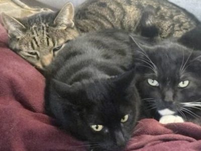 Hombre revela que sus gatos murieron tras beber leche cruda retirada por gripe aviar