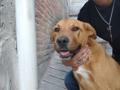 Caso Camila: Rescatan a otro perro de Ana Rosa, la mujer linchada en Taxco