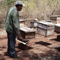 Apicultores mayas de Campeche denuncian incumplimiento de suspensiones de amparos