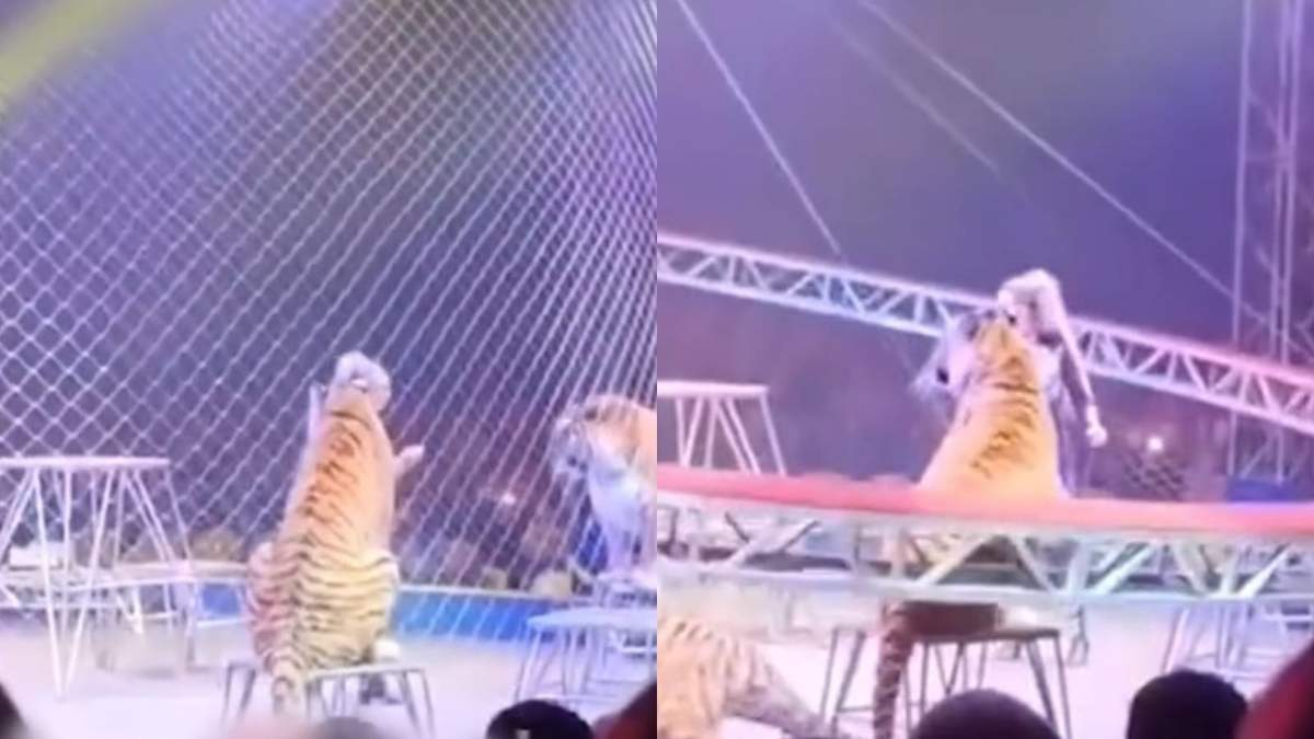Un tigre saltó hacia el público durante una función de circo y el momento quedó grabado en video.