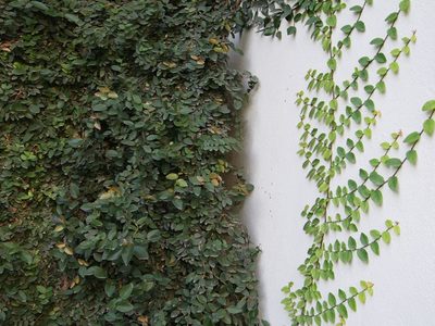 La planta cubre muros que te servirá para darle un toque único a tu jardín y a tu casa